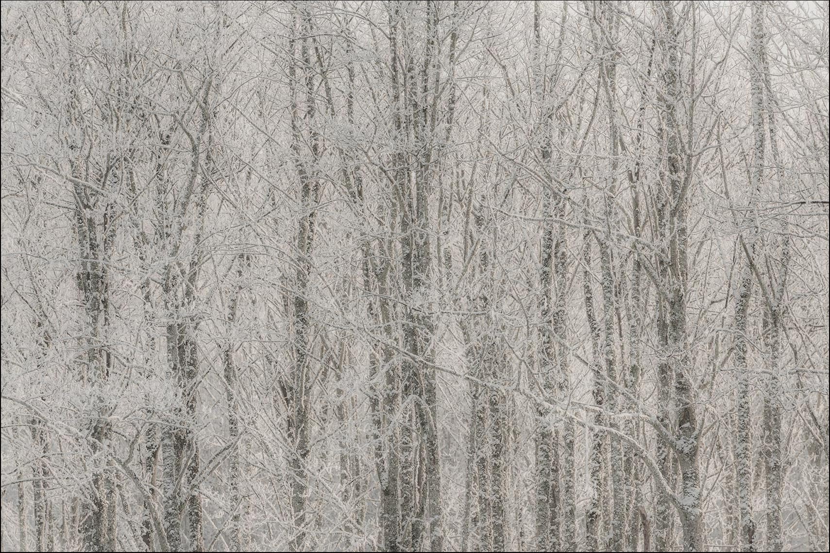 Haggs in Snow