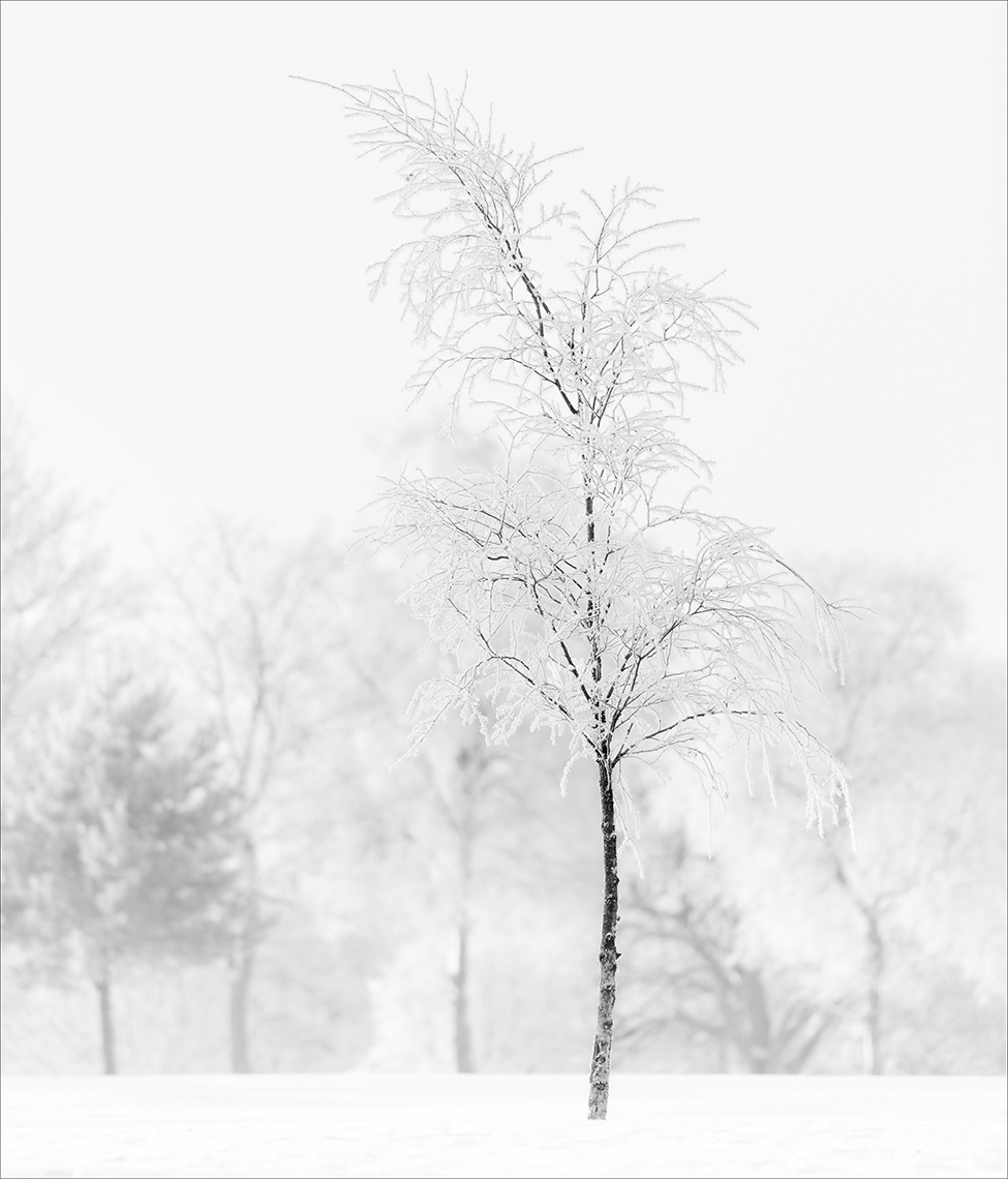 Snow Tree, Haggs
